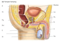anatomi_sistem_reproduksi_pria_tampak_samping.webp