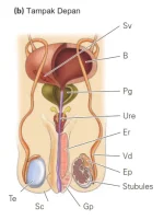 anatomi_reproduksi_pria_tampak_depan.webp