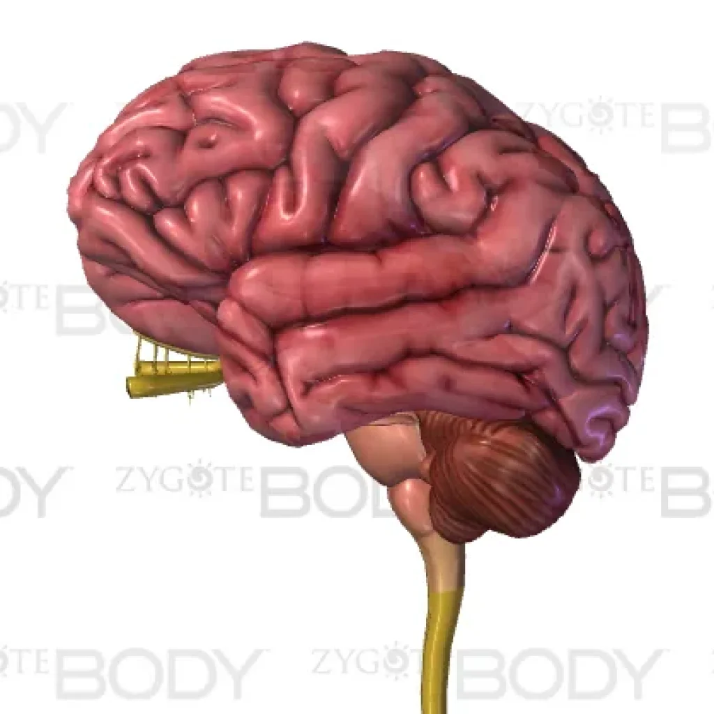 Struktur dan Fungsi pada Sistem Saraf